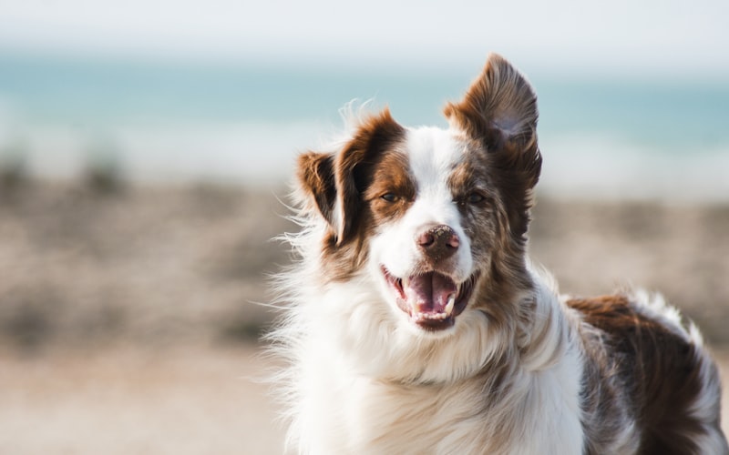 Pet insurance for homeowners